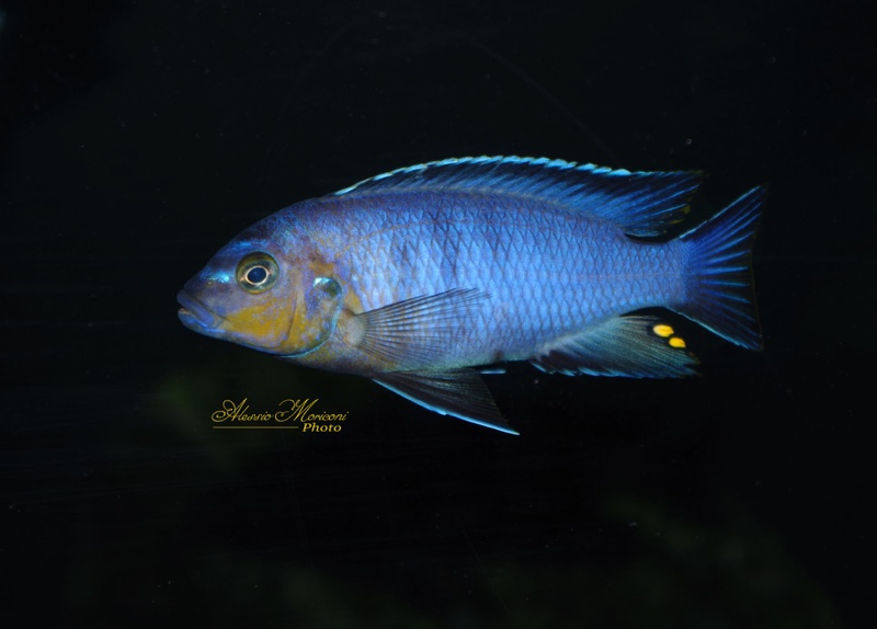 Maylandia flavifemina 'Maleri Island'